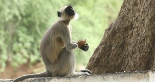 Monkey Eating Food in a Temple