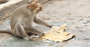 Monkey Eating Food in a Temple