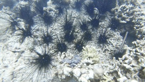 Underwater view with Sea urchins or  urchins(Diadema setosum)
on a lifeless seabed among coral skeletons.