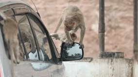 Baby Monkey on the Car