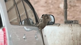 Baby Monkey on the Car