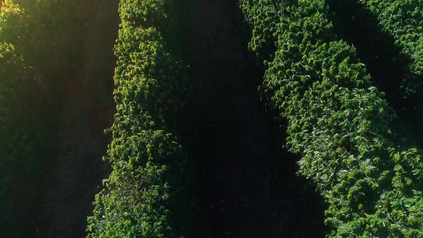 Aerial view of a coffee farm. Coffee plantation. Coffee growing. | Shutterstock HD Video #1034559371