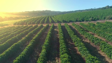 Aerial view of a coffee farm. Coffee plantation. Coffee growing. 4K. Premium cinematic video.
