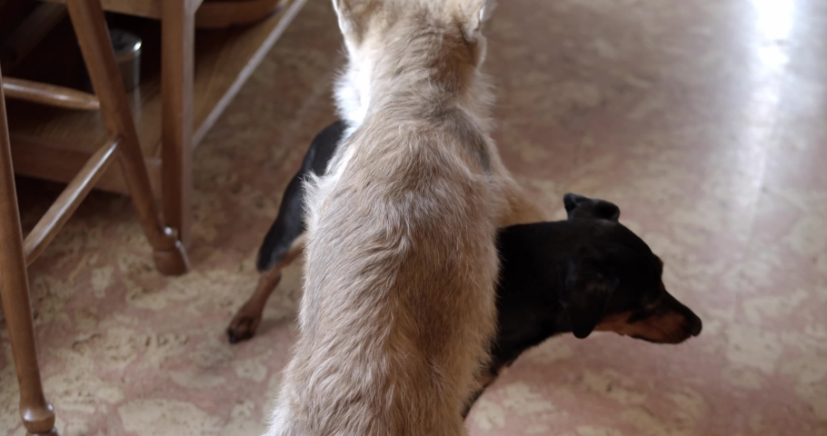 Timber wolf pup vs small dog.