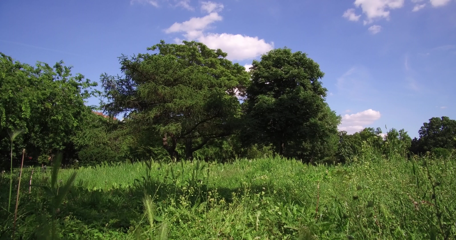 The green nature under the summer blue sky in the Blood Field park in Budapest.