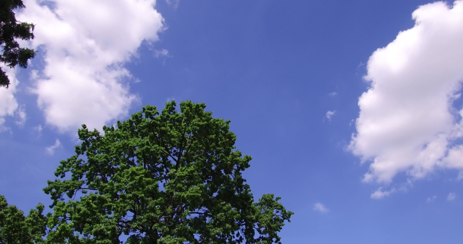 Green crown of oak tree under the blue sky with clouds in the Blood Field park in Budapest.
