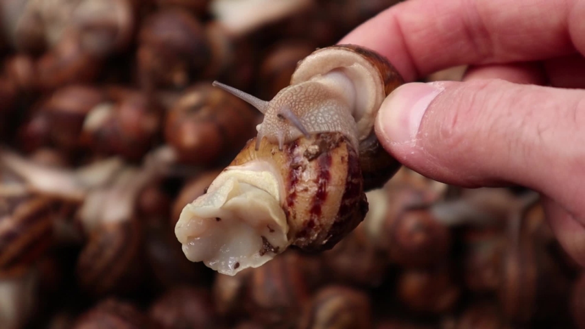 Close up male hand holds pair of escargots in agriculture snails farm with bunch of slugs on bachground. Organic molluscs growth for french cuisine gastronomy delicacies. 