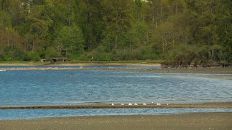 Birds rest while waves blow across a calm bay at low tide surrounded by trees.