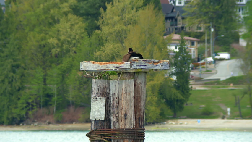 Close up of a Canada goose resting on top of a rustic old wooden pillar in a lake with houses far off in the background