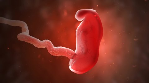 Development of human embryo or fetus inside womb.