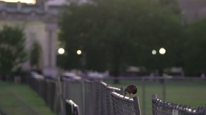 Bird at dusk in National Mall, Washington DC b-roll. 