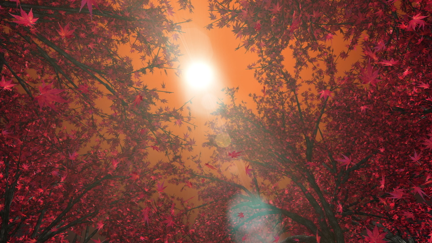 Mapleforest, upward, rotation, loop, sunset image