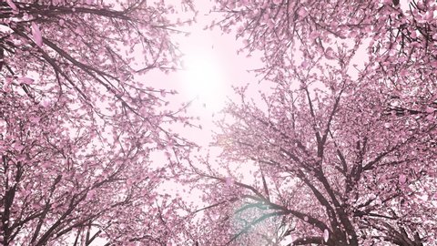 Cherry forest, upward, rotation, loop, pink background