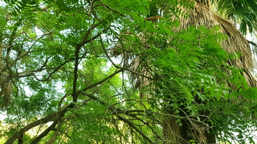 Leaves On a Tree, Upward Stock Footage Video (100% Royalty-free ...