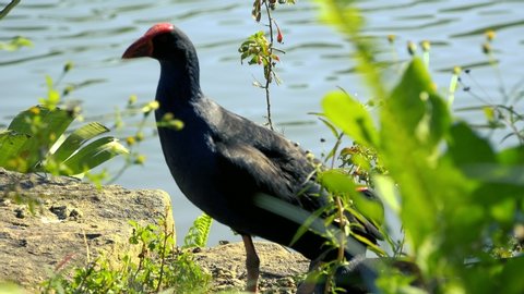 Beautiful Purple Swamphen out in nature during the day