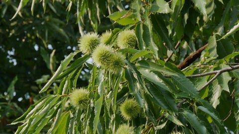 Chestnut tree or Castanea sativa with ripe seeds inside spiky cupules at branch in orchard, 4k footage