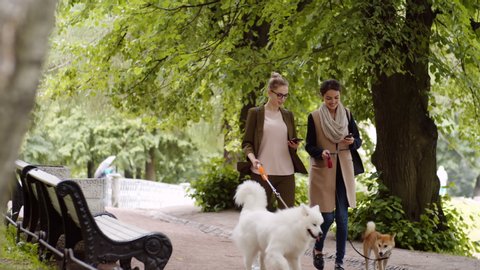 Two young female dog owners walking with Shiba Inu and Samoyed in park while using their smartphones and talking