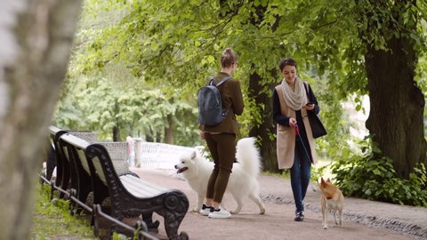 Two young diverse female dog owners walking with Shiba Inu and Samoyed in park while using their telephones and having talk