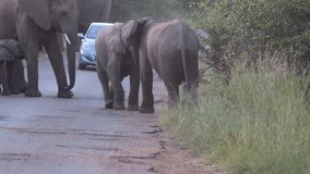 Blue car stuck between elephants. Two youngsters are play fighting in front of the car. There's an elephant calf drinking milk from its mother on the road. Video taken in Pilanesberg nature reserve.