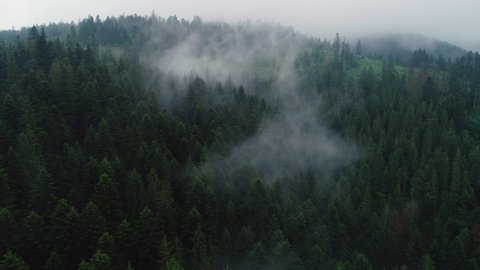 Aerial drone footage of forest mist