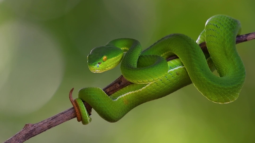 The White-lipped Pit Viper is a venomous pit viper endemic to Southeast Asia and is often found during the night waiting on a branch or limb of a tree near a body of water with plenty of food items.