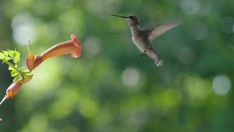 Female Ruby Throated Hummingbird, Archilochus colubris, takes a sip of nectar from a Trumpet Creeper flower in Raleigh, North Carolina.