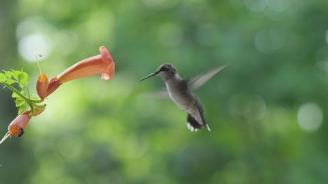 Female Ruby Throated Hummingbird, Archilochus colubris, takes a sip of nectar from a Trumpet Creeper flower in Raleigh, North Carolina.