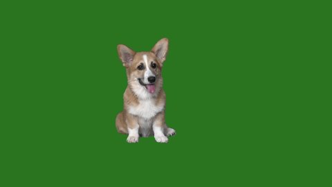welsh corgi puppy looks on a green screen