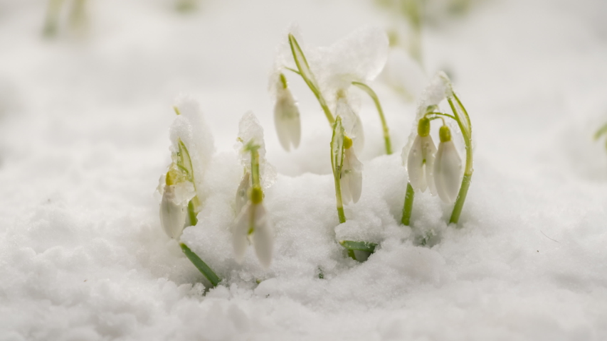 White snowdrop flowers blooming in green meadow and snow melting in spring time lapse Royalty-Free Stock Footage #1034609030