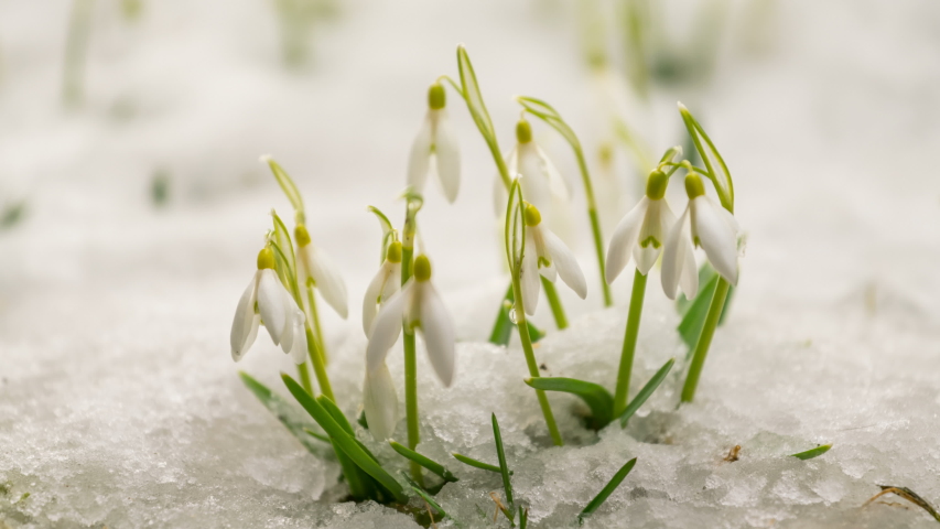 White snowdrop flowers blooming in green meadow and snow melting in spring time lapse | Shutterstock HD Video #1034609030