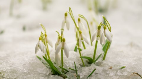 White snowdrop flowers blooming in green meadow and snow melting in spring time lapse
