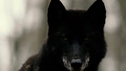 Black Wolve running through forest gnashing teeth shot in Slow Motion on RED Scarlet-W