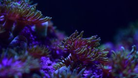 Sea anemone animal macro video 4k nature ocean life blue color 4k video macro close up