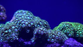 Sea anemone animal macro video 4k nature ocean life blue color 4k video macro close up