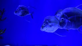 Selene fish Atlantic moonfish swarm in blue water ocean aquarium nature 4k video