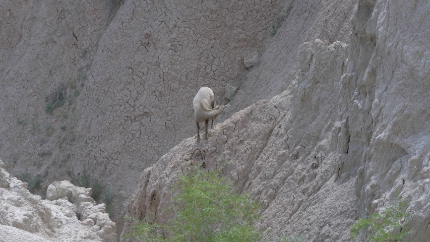 Mountain goat in the Badlands of South Dakota