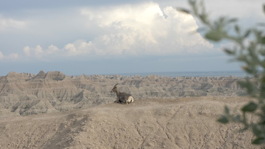 Mountain goat sitting on hill in the Badlands of South Dakota