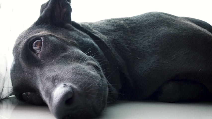Black dog sleeping on the floor in house , love best friend pet concept