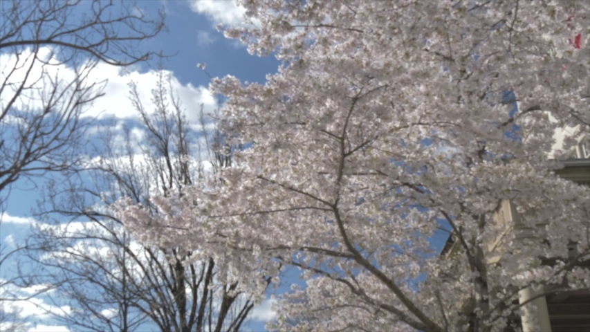 16th Street and Washington Monument and cherry blossom, Washington DC, United States of America, North America