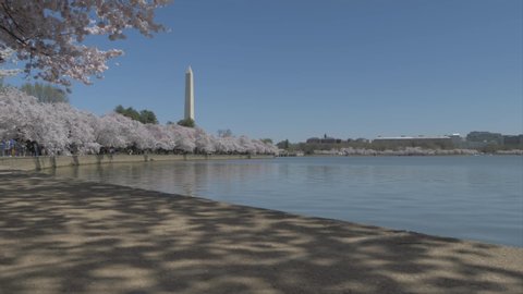Cherry blossom and Washington Monument reflecting in Tidal Basin, Washington DC, United States of America, North America