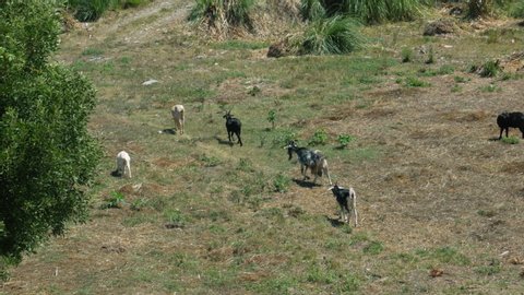 Herd of goats in Portuguese countryside, northern Portugal