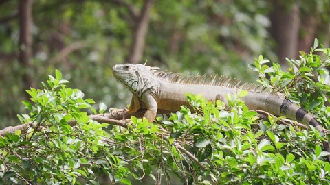 Iguana restting on a tree branch.