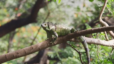 Iguana restting on a tree branch.