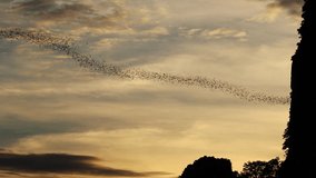 Bats fly out of the cave in the mountains at sunset. Bats are tricky at night. footage b roll bats fly over sunset time full hd format.