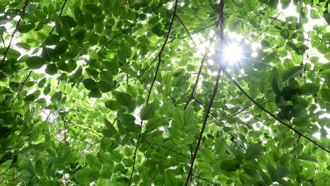 Beautiful green leaf in the forest with sunshine - leaves background.