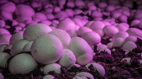 Timelapse: Champignon mushrooms grow in an industrial garden. Fresh new mushrooms sprout from the ground. Ecological cultivation of products. The birth of a new life.