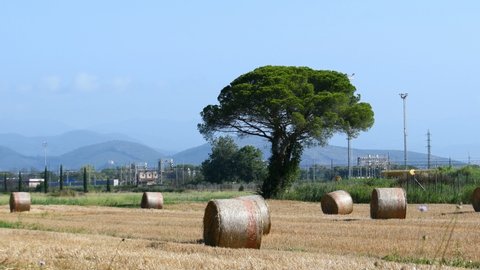 Beautiful natural landscape with golden hay bales and the typical pine tree and the hills on the horizon - Italy - Real Time in 4K
