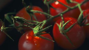 Close up video of the branch of fresh red cherry tomatoes in the drops of water, juicy vegetables, vegetarian meal ingredients, vitamin food, healthy products, full hd prores 422 hq