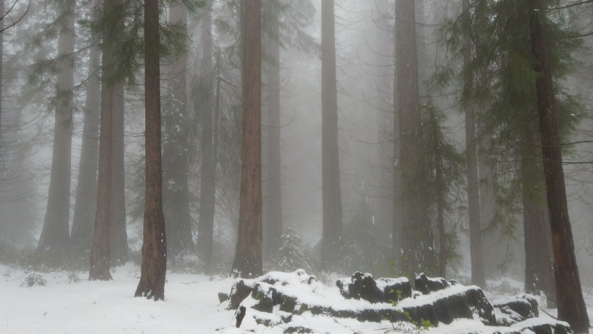 Foggy misty forest, Sequoia trees, Sequoia National Park in winter, tilt up