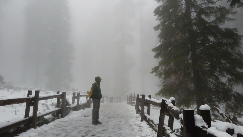Foggy misty forest, Sequoia trees, tourist in Sequoia National Park, winter, tilt up